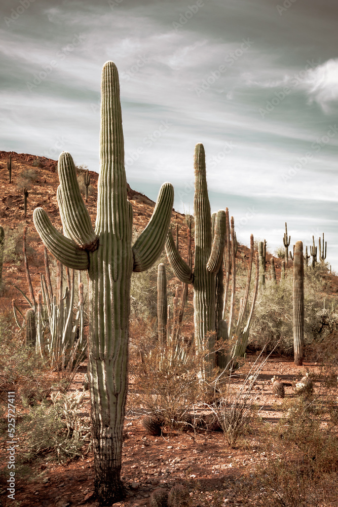 Saguaro cactus in a field in the Sonoran Desert in Phoenix Arizona Botanical Garden