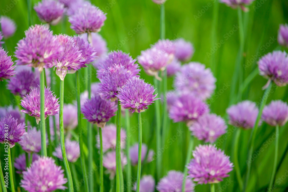 Close up full frame texture background of chives flowers (allium schoenoprasum) in full bloom in a sunny herb garden Close up full frame texture background of chives flowers (allium schoenoprasum) in full bloom in a sunny herb garden