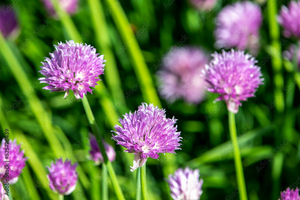 Close up full frame texture background of chives flowers (allium schoenoprasum) in full bloom in a sunny herb garden Close up full frame texture background of chives flowers (allium schoenoprasum) in full bloom in a sunny herb garden