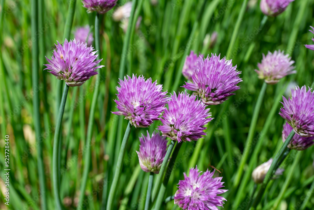 Close up full frame texture background of chives flowers (allium schoenoprasum) in full bloom in a sunny herb garden Close up full frame texture background of chives flowers (allium schoenoprasum) in full bloom in a sunny herb garden