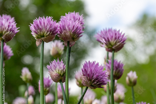 Close up full frame texture background of chives flowers  allium schoenoprasum  in full bloom in a sunny herb garden