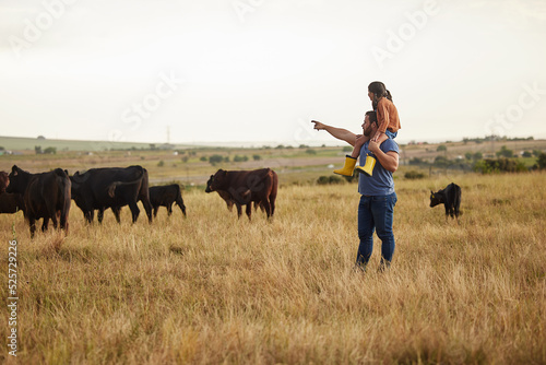 Fototapeta Sustainability, nature and farmer teaching daughter how to care for livestock on a cattle farm