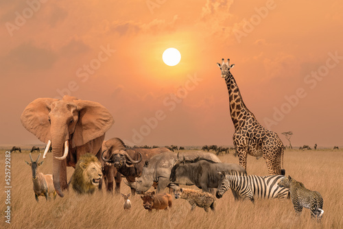 Group of safari African animals stand together in savanna grassland with background of sunset sky