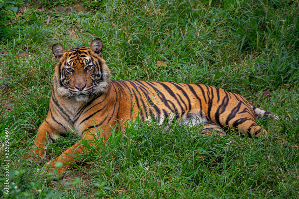 Obraz premium portrait of a sumatran tiger