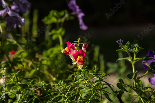 Foto colored flower seedlings tinkerbell and bunnies conejito