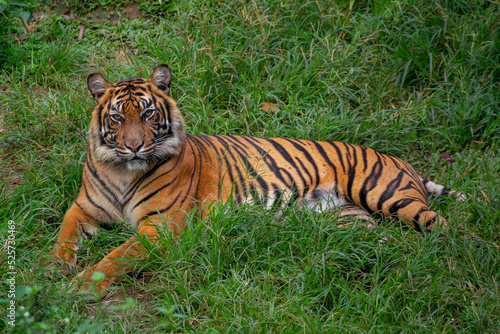 portrait of a sumatran tiger