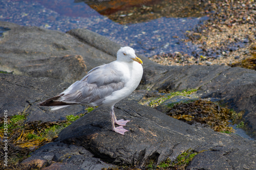 Seagull Standing On A Rock At The Beach During Summer In Massachusetts, USA Seagull Standing On A Rock At The Beach During Summer In Massachusetts, USA