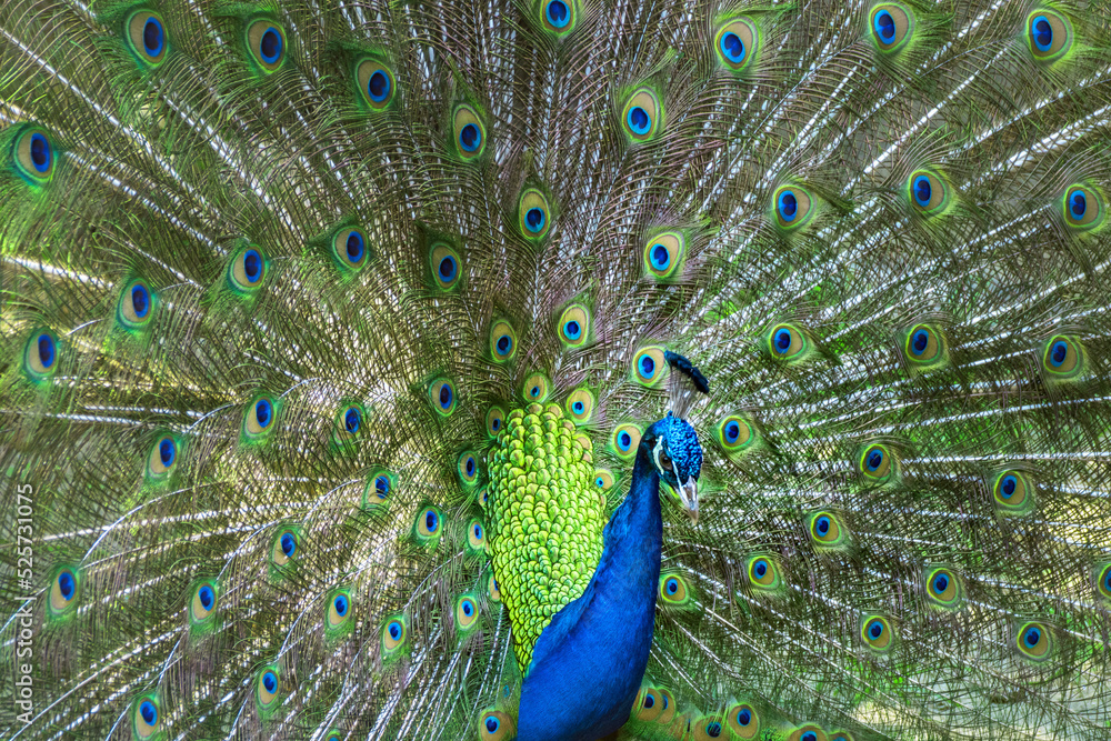 Fototapeta premium Green blue peacock with feathers out