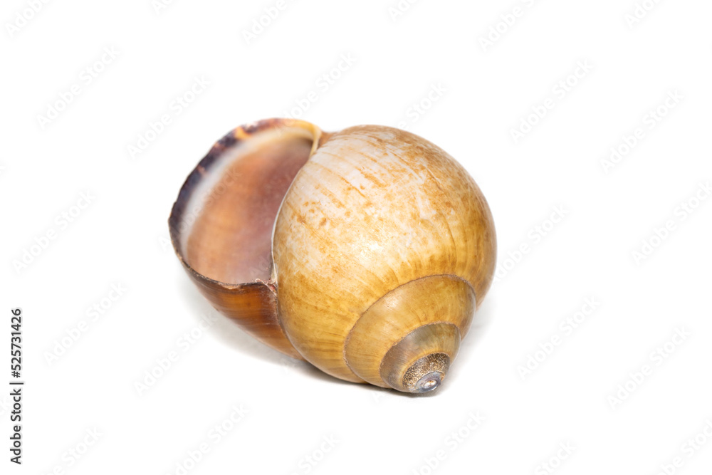 Image of brown spiral sea shell on a white background. Undersea Animals. Sea shells. Image of brown spiral sea shell on a white background. Undersea Animals. Sea shells.