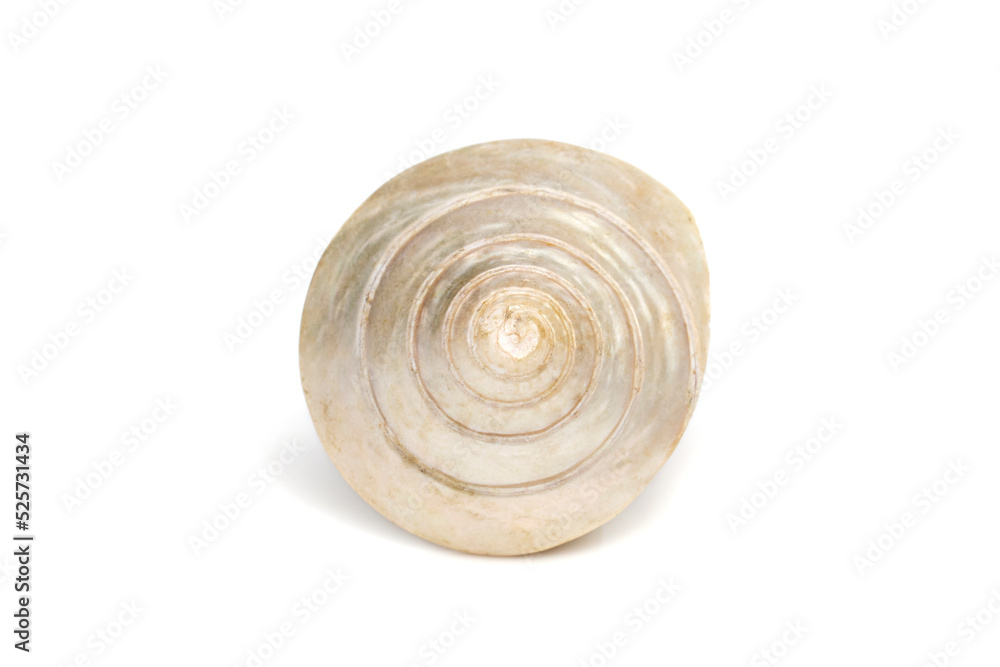 Image of pearl trochus seashells on a white background. Undersea Animals. Sea Shells. Image of pearl trochus seashells on a white background. Undersea Animals. Sea Shells.