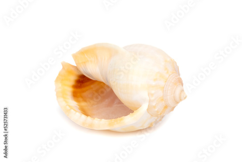 Image of grey bonnet (Phalium glaucum) seashells on a white background. Undersea Animals. Sea Shells.