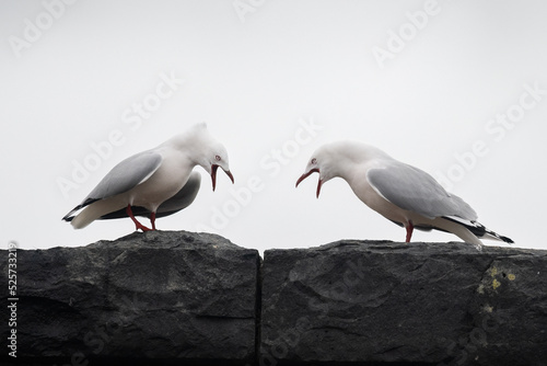 Two red-billed seagulls squabbling on the stone wall. Otago Peninsula.
