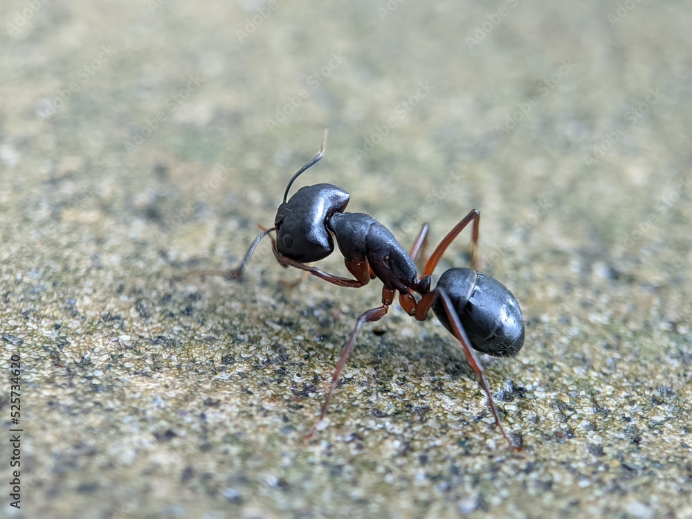 Black garden ant or common black ant on a wall looking for food