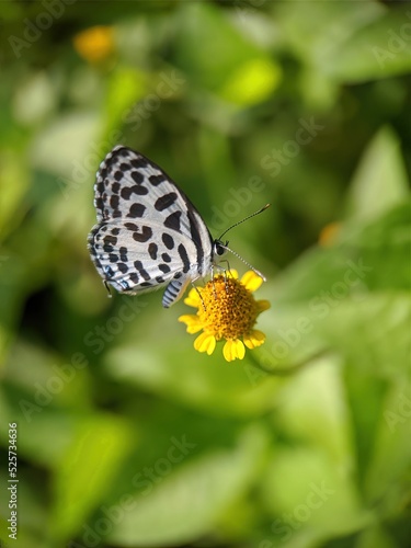 Butterfly on the flower. cabbage white
