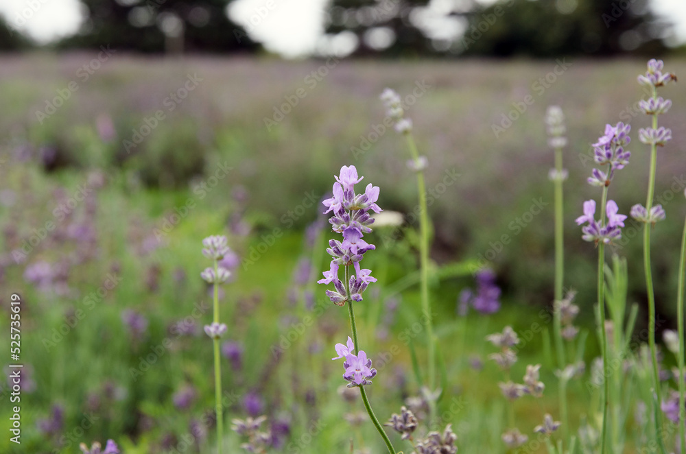 Obraz premium Lavender in bloom