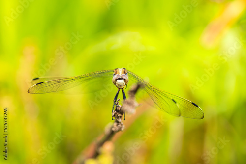Dragonflies perching on leaves. © zhengzaishanchu