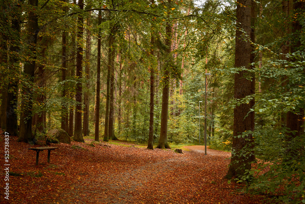 Obraz premium A walking path passing a bench in a forest in autumn colors with orange leafs on the ground