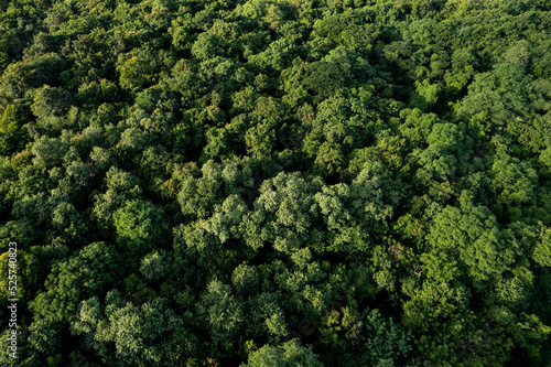 aerial view of dark green forest Abundant natural ecosystems of rainforest. Concept of nature forest preservation and reforestation. © Photo Sesaon