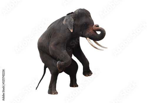 Photography Elephants isolated transparency background.