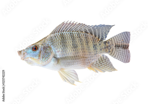  tilapia fish isolated transparency background.