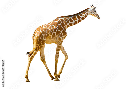 Giraffe isolated transparency background.