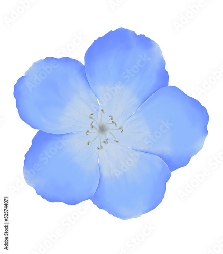 Blue flowers watercolor nemophila illustration.