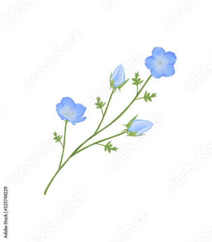 Blue flowers watercolor nemophila illustration. © PHICHYSILP