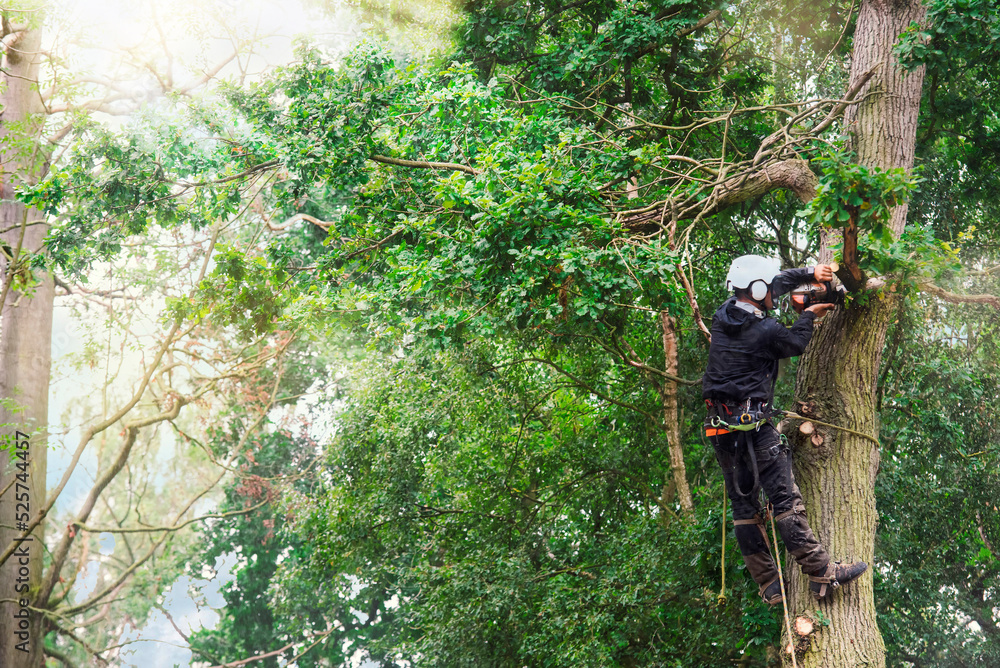 Obraz premium Arborist cutting down tree with petrol chainsaw