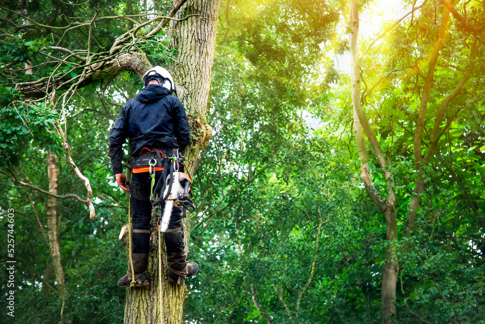 Arborist Cutting Down Tree With Petrol Chainsaw Stock Photo Adobe Stock