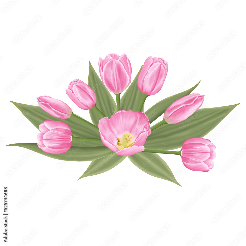 Pink flowers watercolor tulip illustration.
