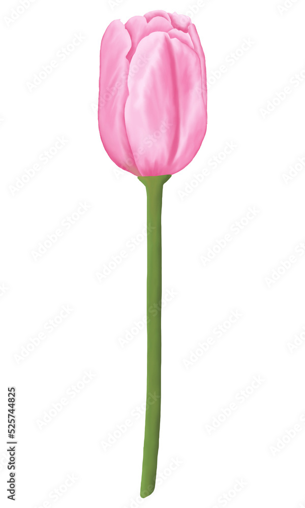 Pink flowers watercolor tulip illustration. Pink flowers watercolor tulip illustration.