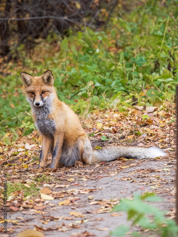 Fototapeta premium Close up of a red fox Vulpes vulpes, sitting on a path in the forest.