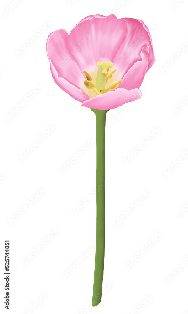 Pink flowers watercolor tulip illustration.