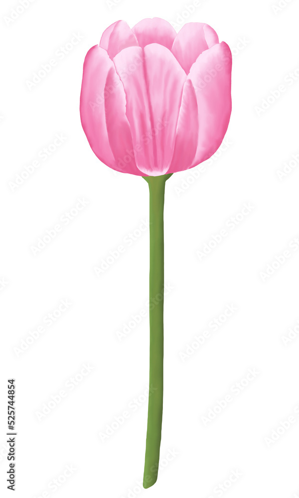 Fototapeta premium Pink flowers watercolor tulip illustration.