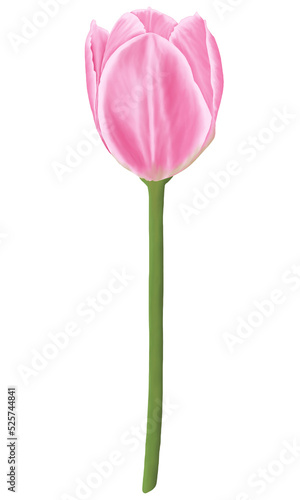 Fototapeta Naklejka Na Ścianę i Meble -  Pink flowers watercolor tulip illustration.