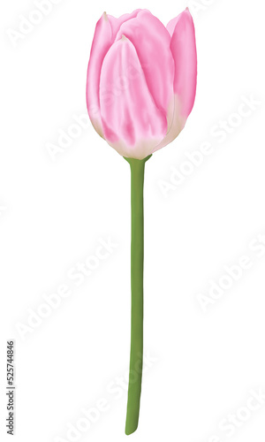 Pink flowers watercolor tulip illustration. © PHICHYSILP