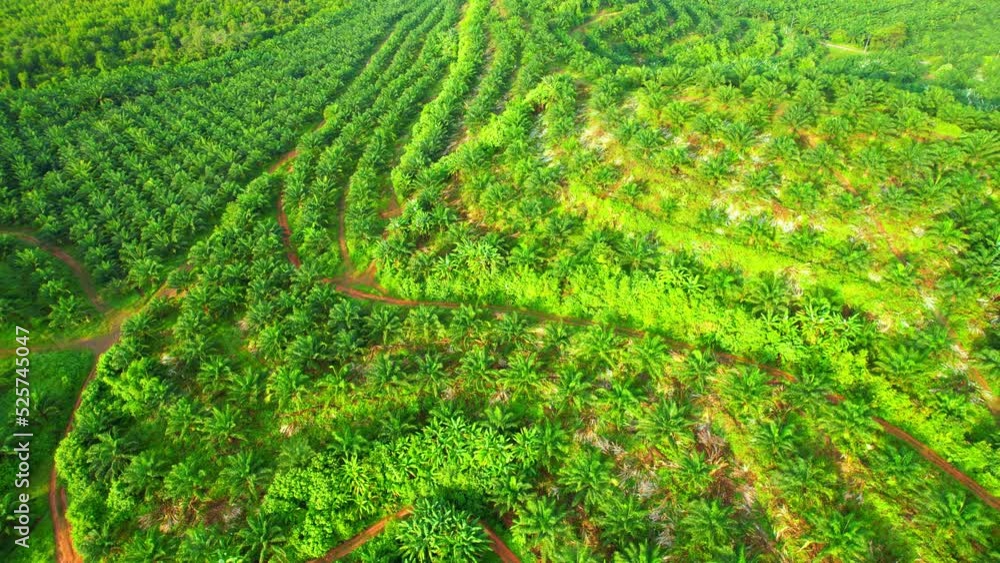 Aerial drone video of palm oil plantation on the hill. Agriculture industry in tropical. Phang Nga Province, Southern Thailand. Green nature background
Aerial drone video of palm oil plantation on the hill. Agriculture industry in tropical. Phang Nga Province, Southern Thailand. Green nature background