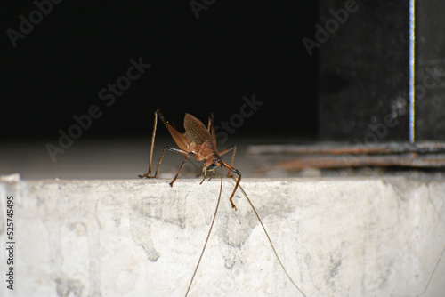 grasshoper on the wall photo