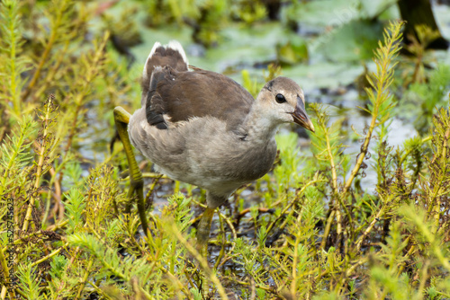 成長して親元から離れたバンの若鳥