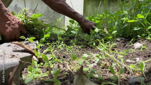 Male hand pulling out weeds grass, plucking green plants in a backyard on a sunny day 