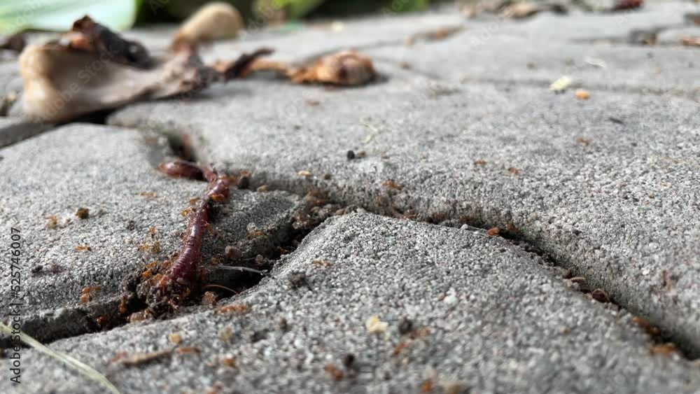 Dead worm being swarmed by the ants. Close up red ants eating worm on tiles ground with rotten fruits nearby - day Dead worm being swarmed by the ants. Close up red ants eating worm on tiles ground with rotten fruits nearby - day