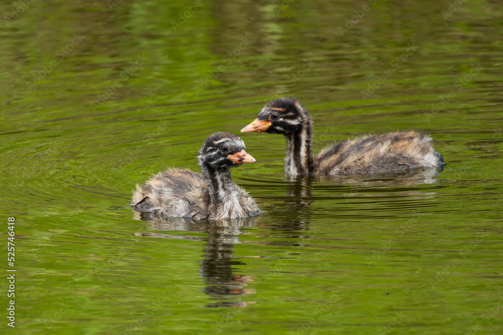 Fototapeta premium ゆっくりと揺蕩うカイツブリの雛達