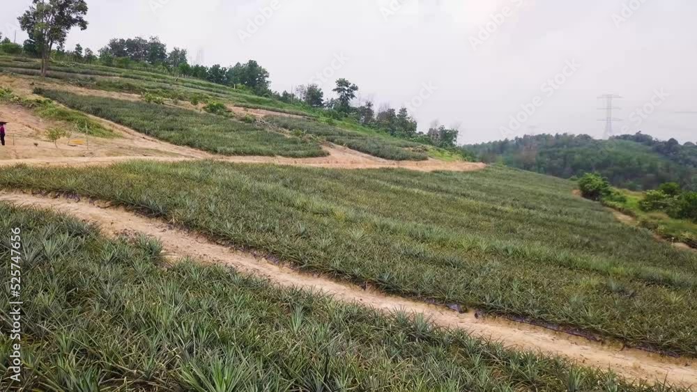 Drone shots of a pineapple plantation near Rawang in Malaysia, UHD Drone shots of a pineapple plantation near Rawang in Malaysia, UHD