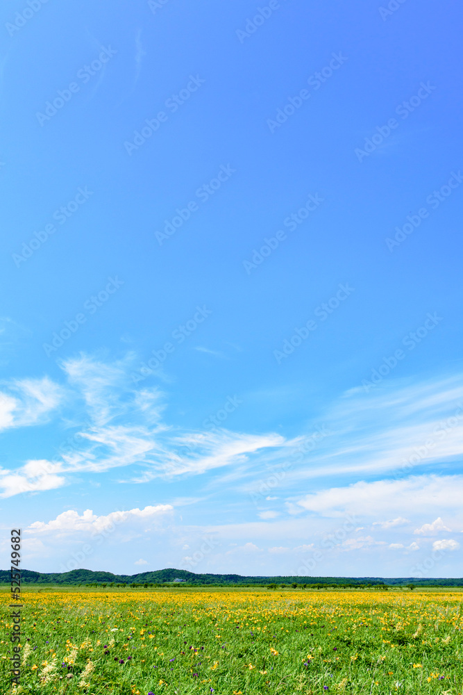 Obraz premium 霧多布湿原のエゾカンゾウ 