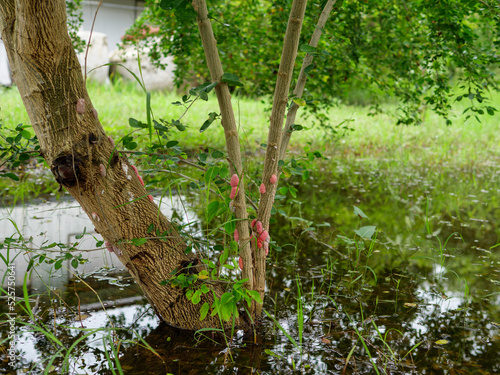 Pink egg masses of golden apple or channeled apple snail or Pomacea canaliculata on tree trunk on water puddle in nature background. Pest of plant. photo