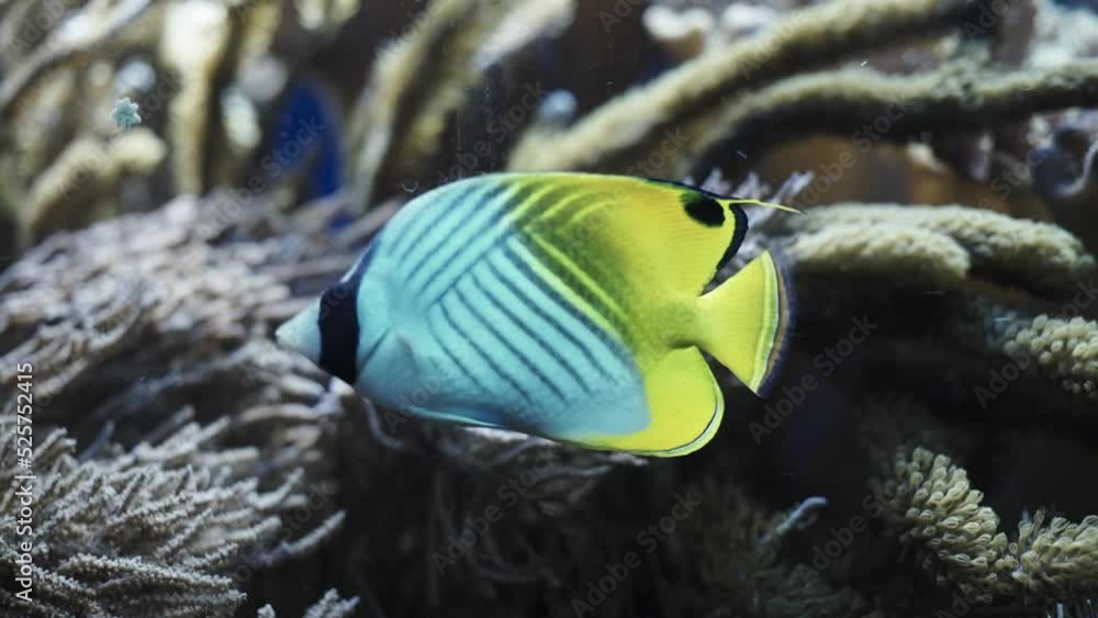Close up shot of a blue and yellow colored tropical fish swimming near some corals. Camera follows the lined surgeonfish. Blurry background. Close up shot of a blue and yellow colored tropical fish swimming near some corals. Camera follows the lined surgeonfish. Blurry background.