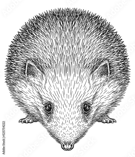 Photography Vintage engrave isolated hedgehog set illustration cut ink sketch