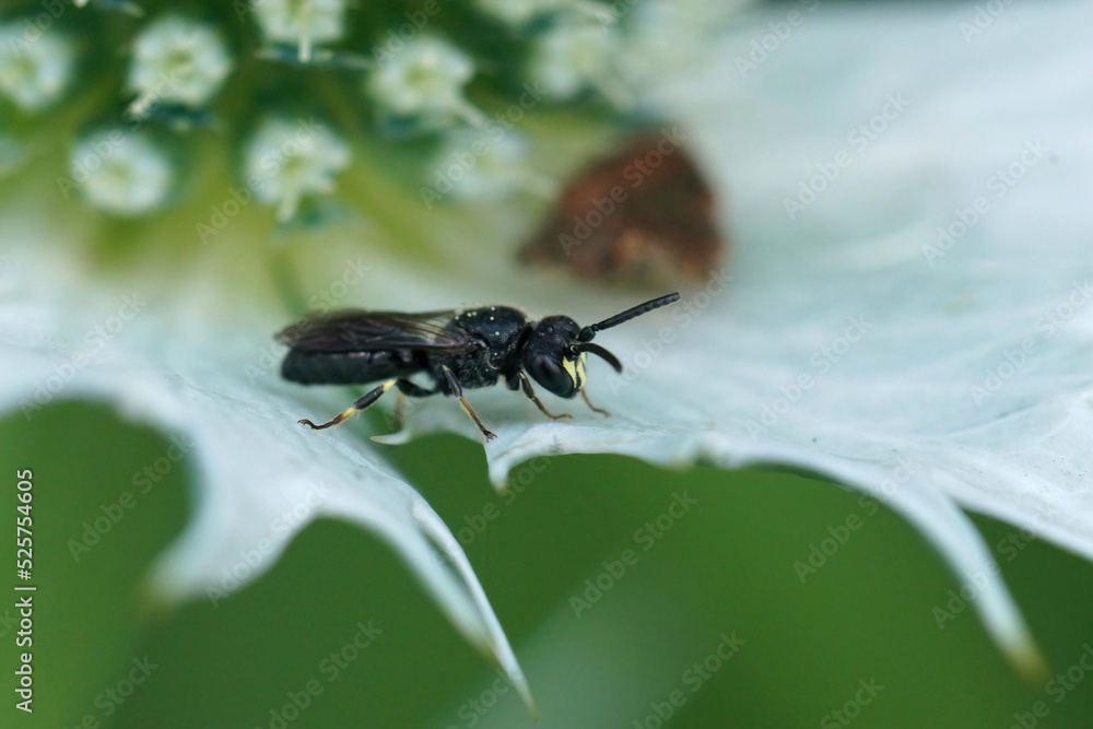 Closeup on a small male Common yellow face bee, Hylaeus communis sitting on a thistle leaf Closeup on a small male Common yellow face bee, Hylaeus communis sitting on a thistle leaf