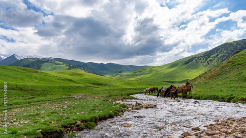 Fototapeta Naklejka Na Ścianę i Meble -  Horses at a watering hole in the mountains. Mountain river. Beautiful mountain gorge
