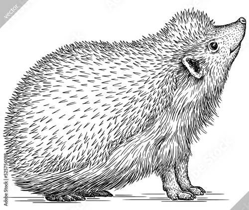 Vintage engrave isolated hedgehog set illustration cut ink sketch. Wild pet background line hedge vector art